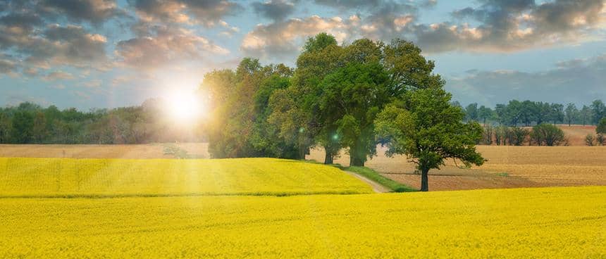 En gul åker med en solig himmel och grön skog. 